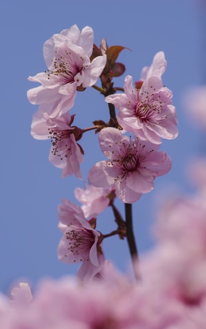 花-春天-粉色-浪漫-美人梅 图片素材