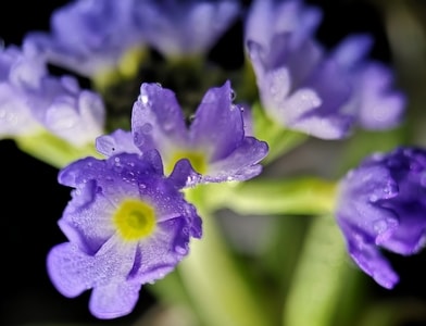 花-紫色-报春花-手机摄影-植物 图片素材