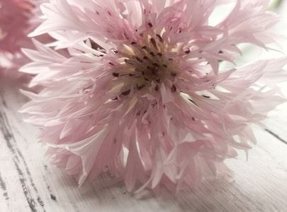 花-粉色-矢车菊-手机摄影-菊科 图片素材