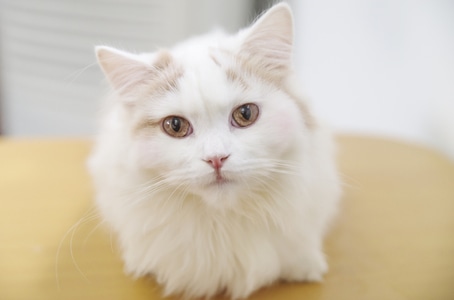 猫-可爱-宠物-动物-哺乳动物 图片素材
