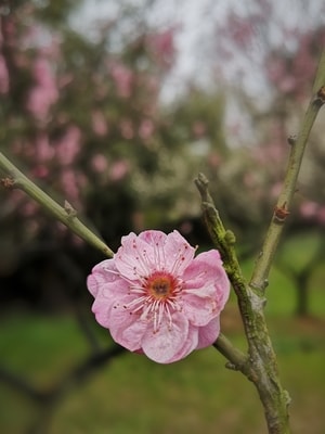 花-梅花-手机摄影-春天-阴雨天 图片素材