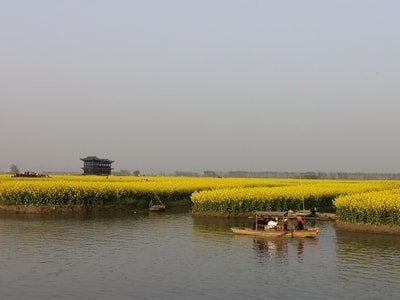 花-春天-油菜花-兴化-手机摄影 图片素材