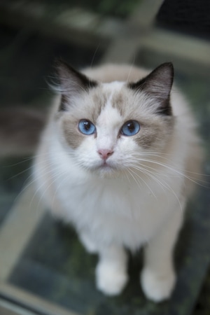 萌宠写真-猫-宠物-动物-布偶 图片素材