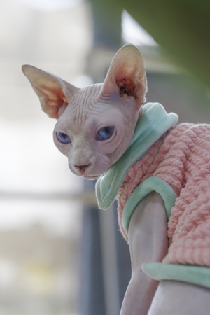 萌宠写真-无锡市-宾得-猫-无毛猫 图片素材