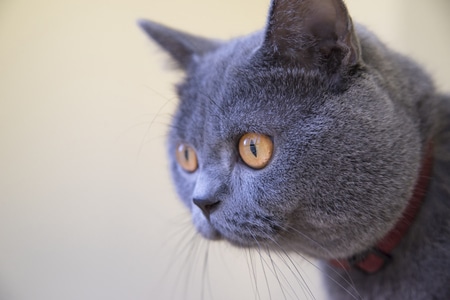 萌宠写真-宠物-猫-蓝猫-宾得 图片素材