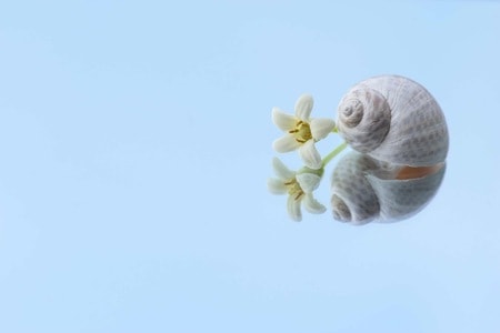 花-海桐-春天-海螺-静物 图片素材