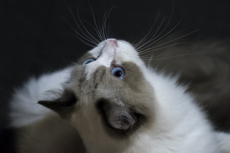 萌宠写真-猫-宠物-动物-布偶 图片素材
