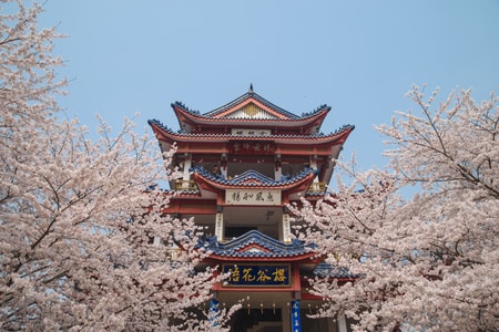 春日影像-花-无锡-樱花-太湖 图片素材