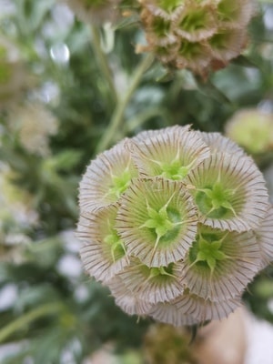 花-风车果-花店-手机摄影-花 图片素材
