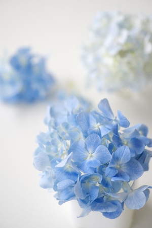 蓝-花-绣球-无尽夏-宾得 图片素材