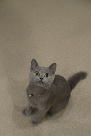 宠物-猫-可爱-孟加拉豹猫-蓝猫 图片素材