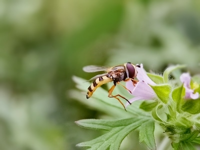 无锡市-华为-手机摄影-自然-昆虫 图片素材
