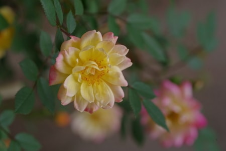 花-春天-月季-黄色-花 图片素材