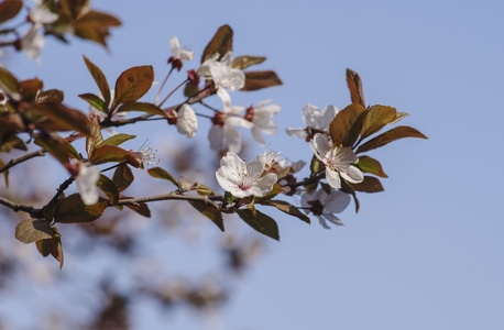 花-春天-红叶李-蓝天-宾得 图片素材