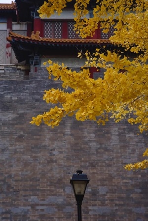 银杏黄了-北京-故宫-秋天-银杏 图片素材