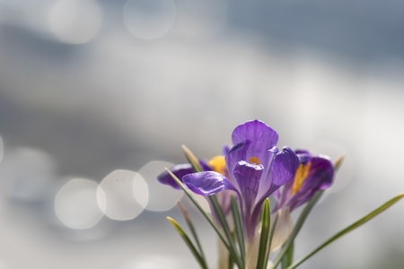 花-球根类-番红花-自然-花 图片素材