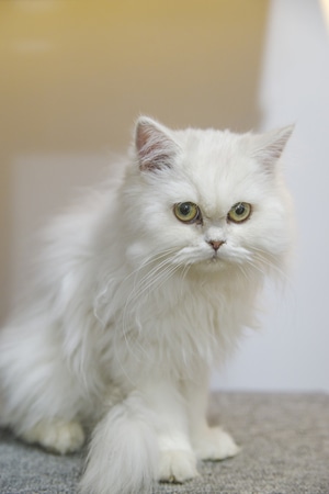 猫-眼神-可爱-宠物-动物 图片素材