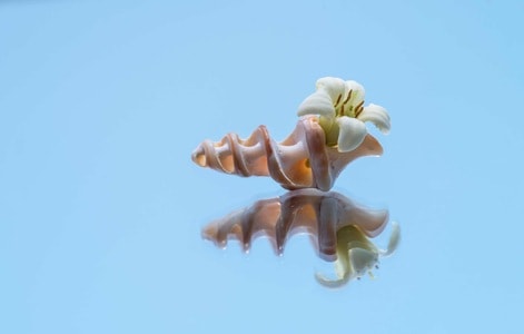 花-海桐-春天-海螺-静物 图片素材