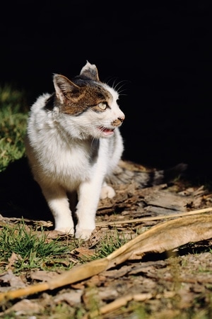猫猫-喵喵-喵-猫-猫 图片素材