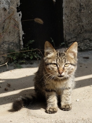 喵喵-猫猫-猫-喵-猫 图片素材