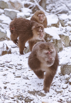 srgb-动物-猴子-金丝猴-雪 图片素材
