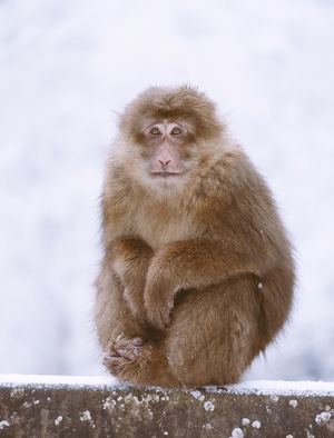 srgb-动物-猴子-金丝猴-雪 图片素材