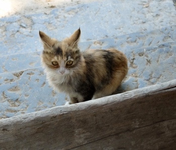喵喵-猫猫-猫-喵-猫 图片素材
