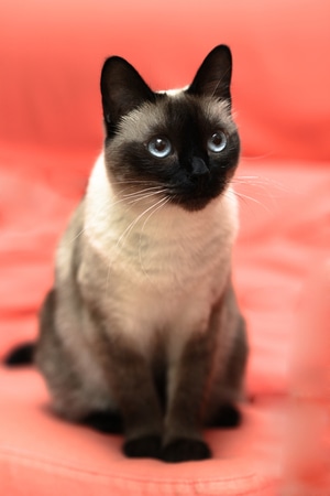 喵喵-猫猫-猫-喵-猫 图片素材
