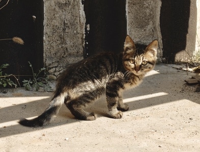 喵喵-猫猫-猫-喵-猫 图片素材