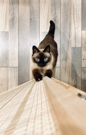 喵-猫-猫猫-喵喵-猫 图片素材