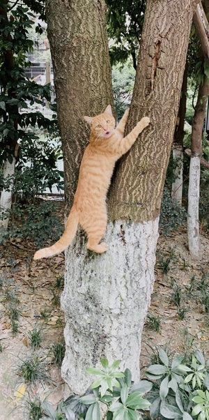 喵-猫-猫猫-喵喵-猫 图片素材