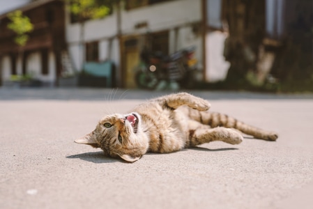 猫-喵-喵喵-猫猫-猫 图片素材