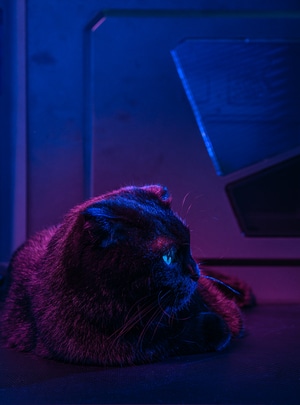 喵喵-猫猫-猫-喵-猫 图片素材