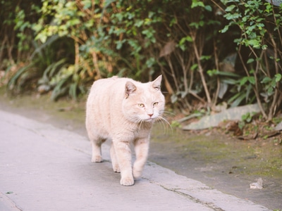 猫猫-猫-橘猫-动物-猫咪 图片素材