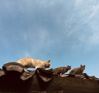 成都市-猫-喵-喵喵-猫猫 图片素材