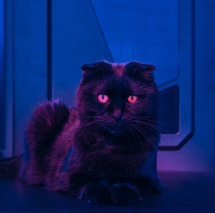 喵喵-猫猫-猫-喵-猫 图片素材