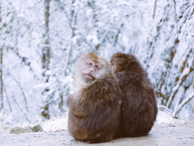 srgb-动物-猴子-金丝猴-雪 图片素材