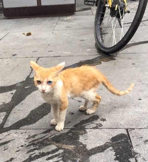 喵喵-猫猫-猫-喵-猫 图片素材