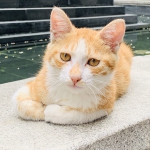 喵喵-猫猫-喵-猫-猫 图片素材