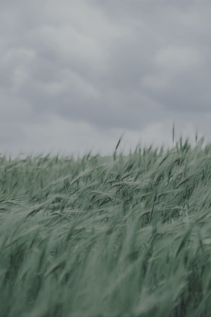 摄会主义-旅行-青稞-小麦-农作物 图片素材