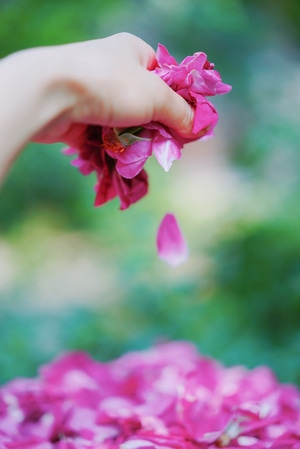 玫瑰-花瓣-手作-立夏-花瓣 图片素材