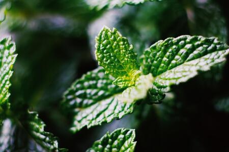 手机摄影-微距-植物-嫩叶-绿叶 图片素材