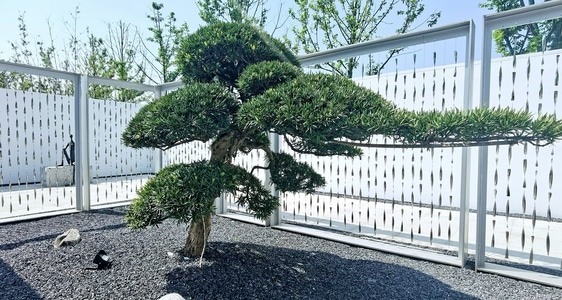 成都市-华为手机摄影-庭院-庭院-植物 图片素材