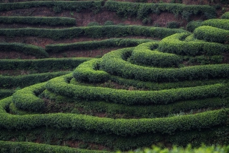 旅行-茶山-名山-名山-茶山 图片素材