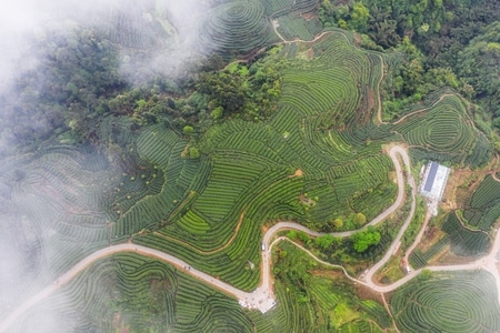 旅行-茶山-名山-名山-茶山 图片素材