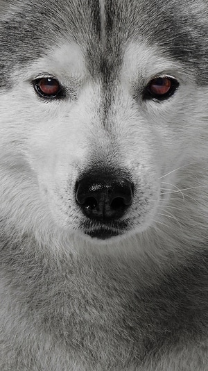 西伯利亚哈士奇-雪橇犬-animal-pet-汪星人 图片素材