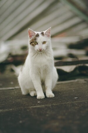 萌宠-猫-萌宠-猫-动物 图片素材