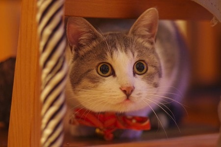 猫-猫星人-萌宠-动物-宠物 图片素材