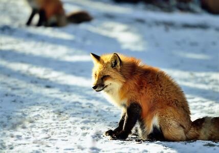金毛-狐狸-摄影和文字-日本-动物 图片素材