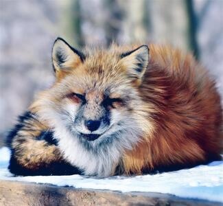 金毛-狐狸-摄影和文字-日本-动物 图片素材